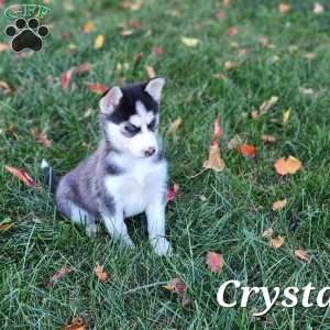 Crystal, Siberian Husky Puppy